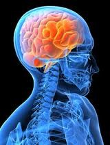 brain2